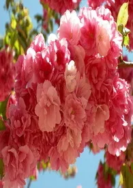 花酒墨葬-短篇集1970全章节阅读 花酒墨葬-短篇集小说免费阅读