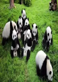 【血族】妄姬1970全章节阅读 【血族】妄姬小说免费阅读