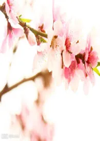 桃花妖(NP,H)小说完结版免费阅读(作者:竹色青青)