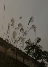 《隐秘》1970最新章节 隐秘免费阅读