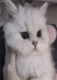 豆眼车作者:荔枝猫 全本免费阅读