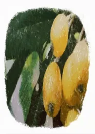 枇杷小说完结版免费阅读(作者:LUSIYA)