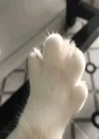 公主和猫猫(1v1)小说完结版免费阅读(作者:魅梨美梨)