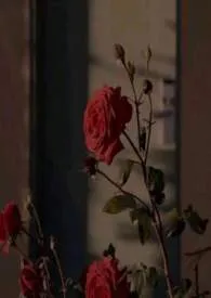 1970全新版本《有点撩(虐H)》 先炸柠檬作品完结免费阅读