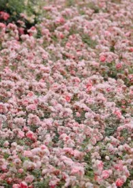 小小姐寻草记(高H NP)1970全章节阅读 小小姐寻草记(高H NP)小说免费阅读