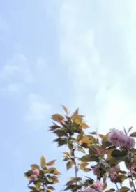 修成了魔修(纯百合np)作者:写下五个字 全本免费阅读