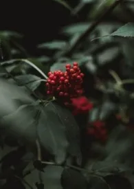 艹了身为私生子的弟弟小说完结版免费阅读(作者:眉雪)