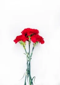 他的竹马回来了1970全章节阅读 他的竹马回来了小说免费阅读