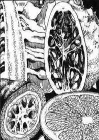 炉渣(短篇集)小说完结版免费阅读(作者:借云直上)