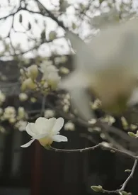 大昭·天子哭作者:不吃饭包可不行 全本免费阅读