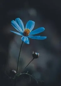 和两个姐姐搞在一起了小说完结版免费阅读(作者:眉雪)