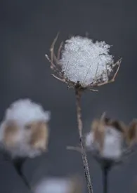 地铁痴汉小说完结版免费阅读(作者:眉雪)