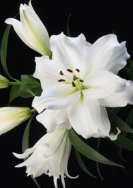 舍雅琪的秘密(扶她 百合 高H)最新章节目录 舍雅琪的秘密(扶她 百合 高H)全本在线阅读