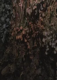 雀鸟小说完结版免费阅读(作者:门三)