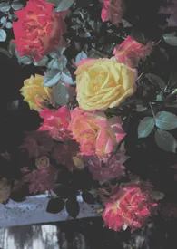 《她是毒药(伪日系H)》1970最新章节 她是毒药(伪日系H)免费阅读