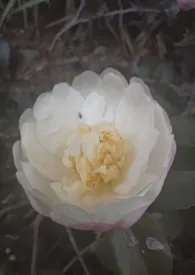 《幻想image(nph)》小说在线阅读 神经元没有很多作品