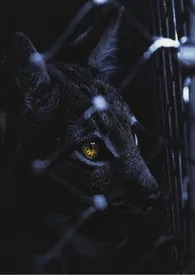 《宿夏监狱》小说大结局 夜枕山河最新力作