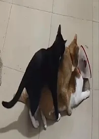花猫日记小说完结版免费阅读(作者:芝麻油)
