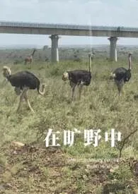 在旷野中最新章节目录 在旷野中全本在线阅读