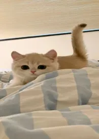 (快穿)万人迷总是被强制爱作者:猫猫恰薄荷 全本免费阅读