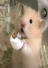 《一口一个小甜饼（短篇合集）》2026最新章节 一口一个小甜饼（短篇合集）免费阅读