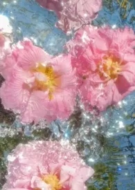 《涉江采芙蓉》小说在线阅读 ts作品