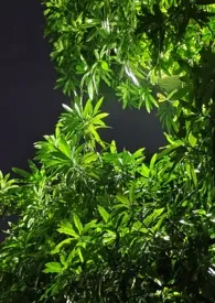 《夏风缠绵(不良少年v苦痛少女)》2025最新章节 夏风缠绵(不良少年v苦痛少女)免费阅读