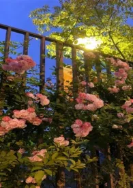 春蕊(1v1)最新章节目录 春蕊(1v1)全本在线阅读