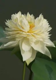 《快穿:千瓣莲观赏实录》2025版小说全集 黎九狸狸完本作品