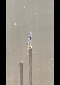 2025全新版本《述而》 科斯佳作品完结免费阅读