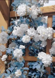 [黑篮]无懈可击的女神最新章节目录 [黑篮]无懈可击的女神全本在线阅读