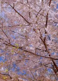 初与游 1v1（H）校园小说完结版免费阅读（作者：容山）