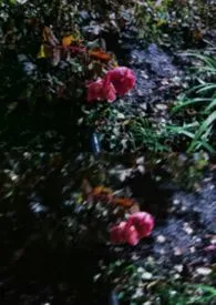 有绛自归（1V1 百合）小说完结版免费阅读（作者：容山）