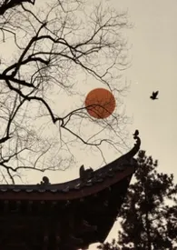 雀儿2026全章节阅读 雀儿小说免费阅读