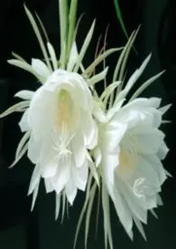 《晚昙（王者荣耀，电竞，群百，百合，NPH）》小说在线阅读 白曦又开摆了作品