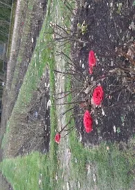 阿里克斯Y格雷著作《在伊万那边》小说全文阅读