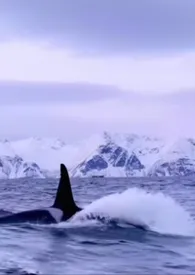 男主他是仿生人作者：jssw 全本免费阅读