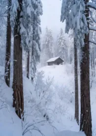 《林场》2026版小说全集 金陵又小雪完本作品