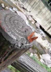 忘却烟尘无是非著作《孤女何求（NPH）》小说全文阅读