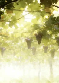 《夏日欲流膏》2026版小说全集 尤即完本作品