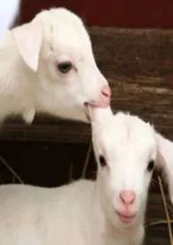 桃子用法【SM，校园高H】作者：乃鹅 全本免费阅读